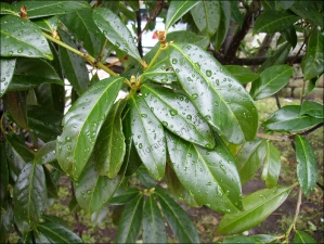 Magnolia grandiflora1